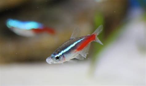 Growth on Neon Tetra’s Mouth: Possible Causes & Treatments – Pet Fish ...