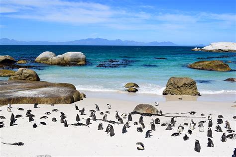 How To Visit The Penguins At Boulder Beach, Cape Town – Don't Dream ...