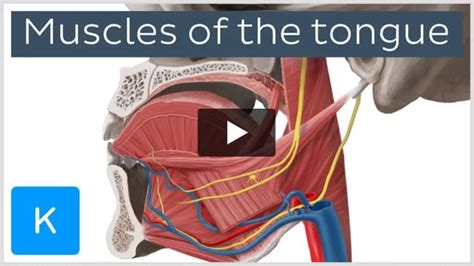 Hyoglossus muscle: Attachments and function | Kenhub