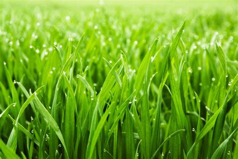 How to Get Greener Grass | TruGreen