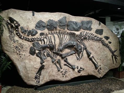 Stegosaurus - Colorado State Fossil | Fossils, Prehistoric animals ...