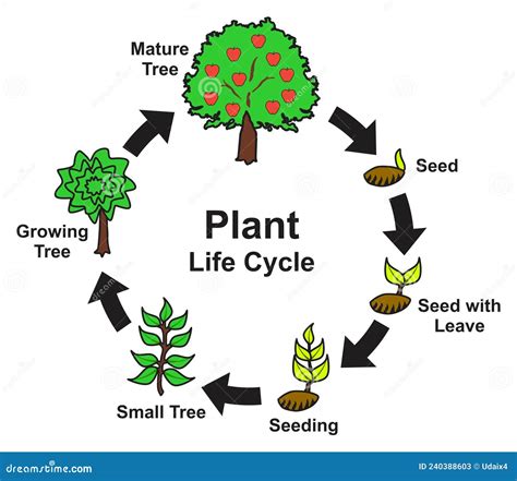 Life Cycle Of A Plant