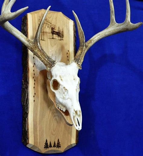 European Deer Skull