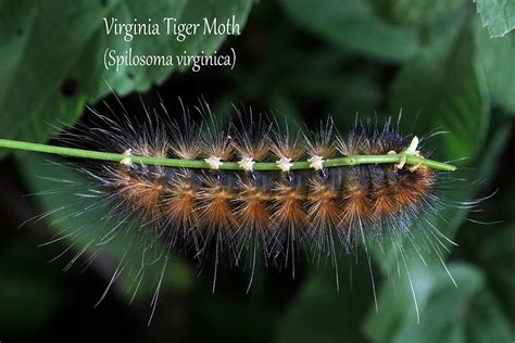 Virginia Tiger Moth Caterpillar Photograph by Mark Berman - Fine Art ...