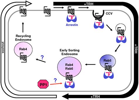 Receptors, Thyrotropin-Releasing Hormone; Protirelin Receptors ...