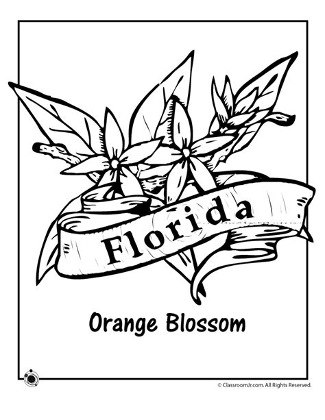 florida state flower drawing - spraypaintingnerfguns