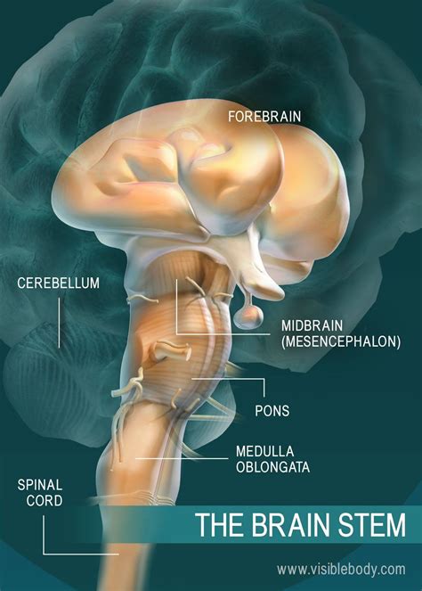 A diagram of the parts of the brain stem | Partes del cerebro humano ...