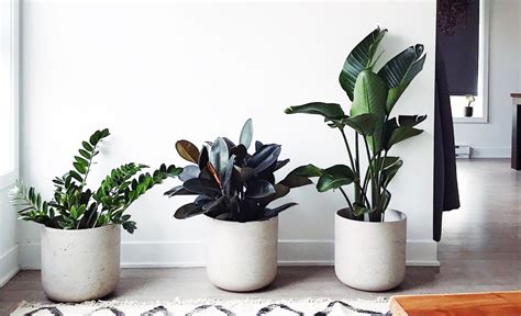 The Best Air-Purifying Home Office Plants To Improve Wellbeing | me ...