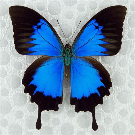 Papilio ulysses autolycus M A1 Papua New Guinea - Butterfly Art Inc.