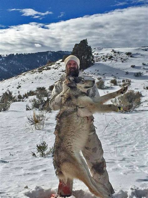 Another Montana Wolf Down! | Montana Hunting and Fishing