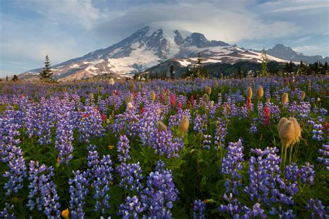 Sunrise at Mount Rainier: The April Photo of the Month — The Nature ...