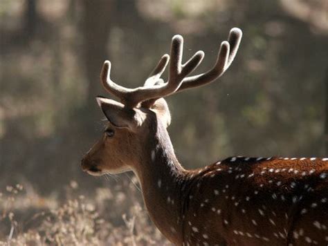 Chital antlers backlit 231207 | You have been sent 1 picture… | Flickr