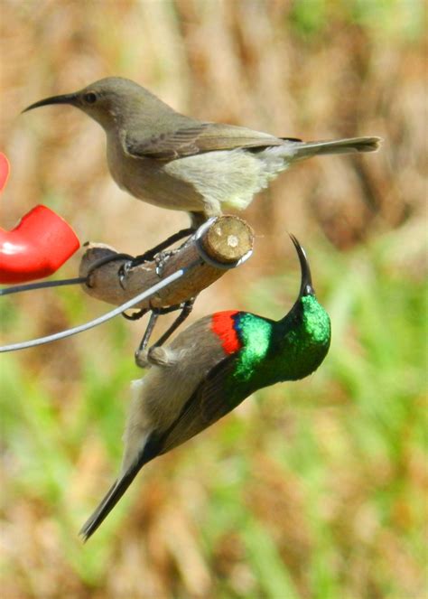 Double-collared sunbird and ladyfriend, Simon's Town, Cape Town, South ...