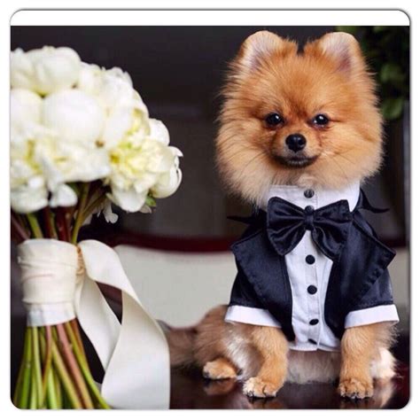 Wedding tuxedo for dogs Formal dog tuxedo Custom made dog suit