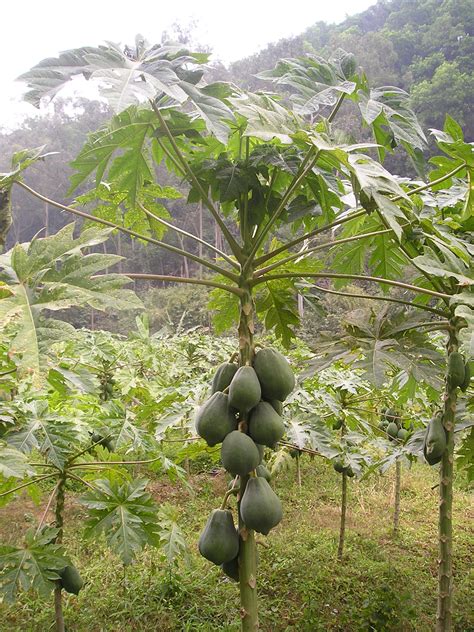 파일:Papaya tree.jpg - 위키백과, 우리 모두의 백과사전