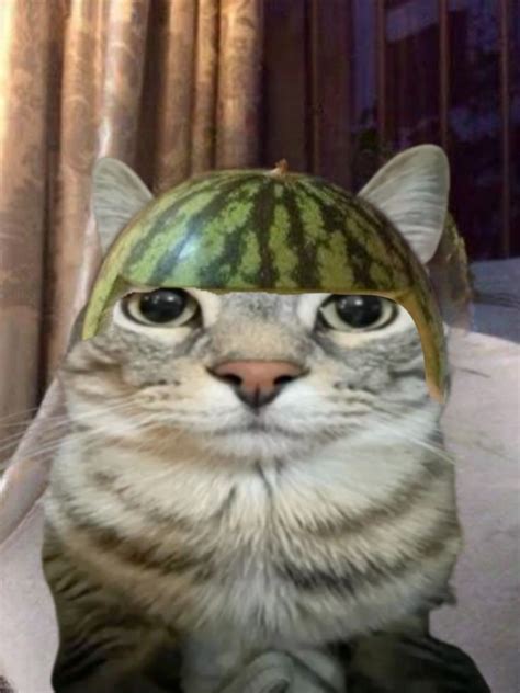 Watermelon Cat