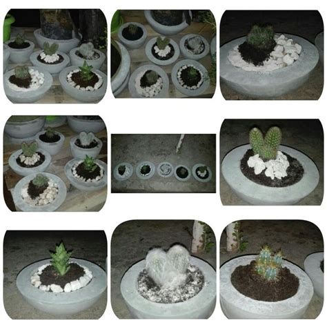 DIY cactus | Cactus diy, Cactus, Plants