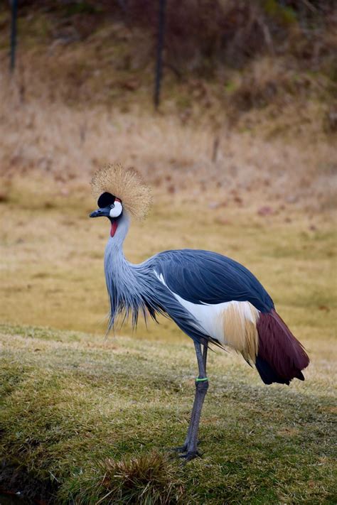 East African Crowned Crane : MostBeautiful