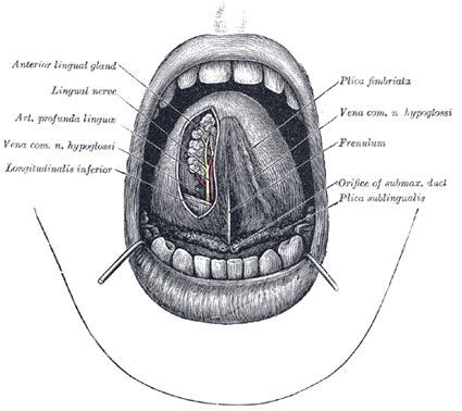 The Mouth - Human Anatomy