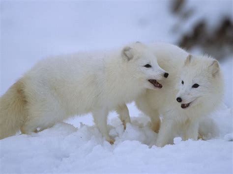 Adaptations Of An Arctic Fox - Behavioral, Structural & Physiological ...