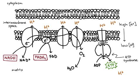 Electron Transport Chain Labeled Diagram