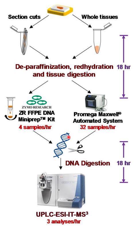 Scheme of FFPE tissue processing for DNA adduct measurements. DNA is ...