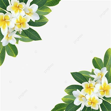 Elegant Watercolor PNG Picture, Elegant Watercolor Summer Plumeria ...