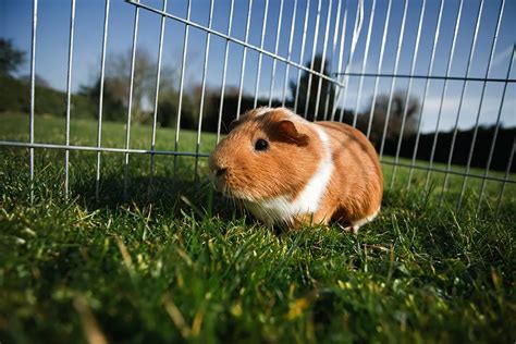 6 Things You Should Add to Your Guinea Pig's Cage to Make Them Happy ...