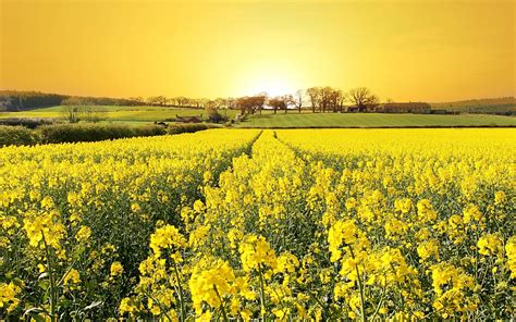 Yellow Flower Field Wallpapers - Top Free Yellow Flower Field ...