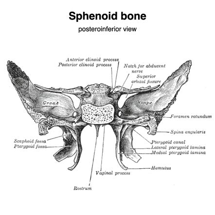 Visual Anatomy 視覚解剖学