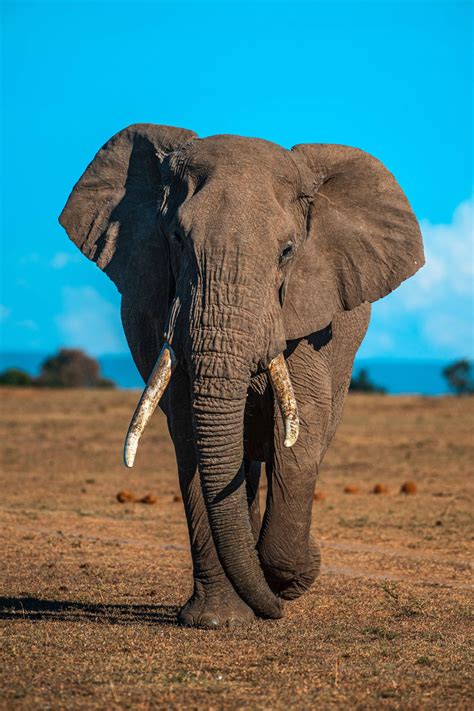 Lets talk about African elephants highly sensitive feet! #factfriday ...