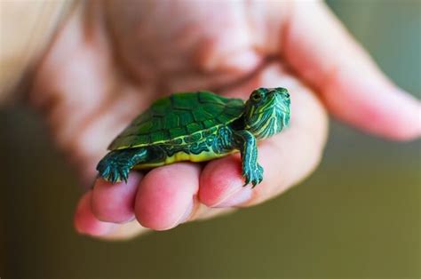 Pet Turtle Types Turtle Tanks - newcombphotography