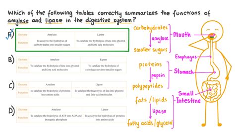 What Is The Difference Between Lipase And Amylase Activity - Infoupdate.org