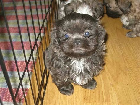 Blue shihtzu:) Shih Tzu Puppy, Shih Tzus, Cute Small Dogs, Cute Dogs ...