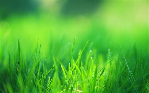 2048x1152 Green Grass Field 2048x1152 Resolution HD 4k Wallpapers ...