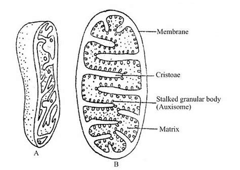 Mitochondria in a Cell - Functions, Location, Diagram and Structure