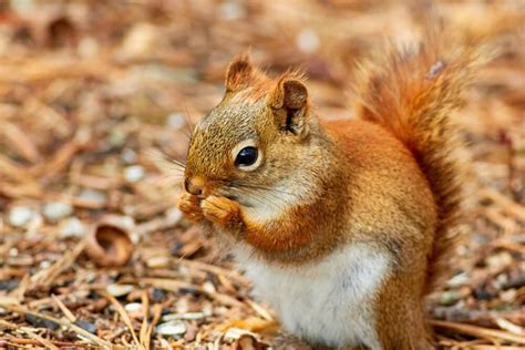 The best food to feed a baby squirrel - Fauna Feeders