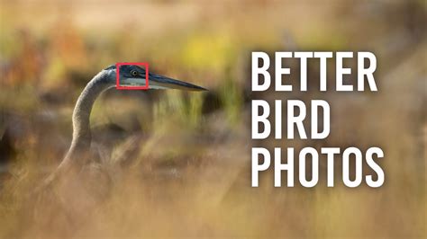 5 Tips to Improve Your Bird Photography - Best In Photography