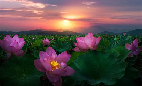 Sunset over the Lotus Pond, pond, lotus, flowers, bonito, sunset, HD ...