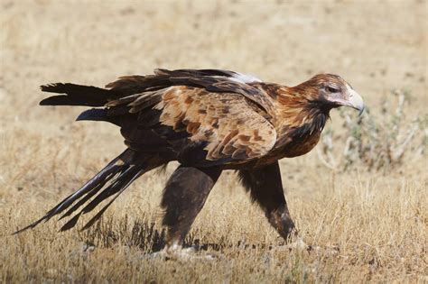 Wedge tail Eagle Wedge Tailed Eagle, Hawk Eagle, Australia Animals ...