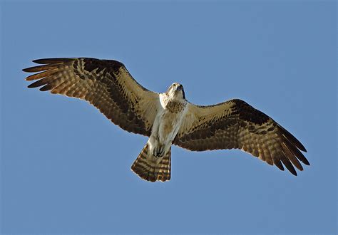 Osprey in flight | Great Bay National Wildlife Refuge, MA. C… | Flickr