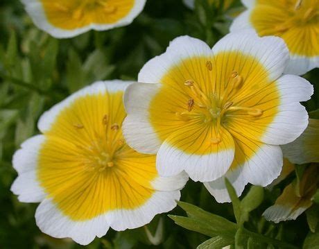 Interesting Plant: Poached Egg Plant (Limnanthes douglasii) – A ...