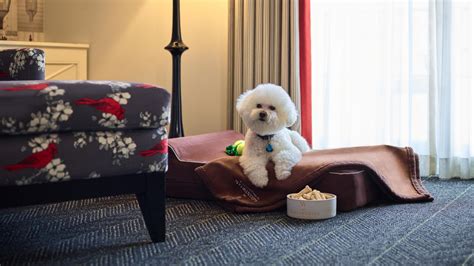 Dog-Friendly | Pet-Friendly Alexandria, VA Hotels | Alexandrian