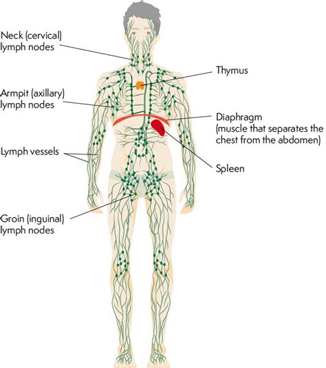 The Lymphatic System