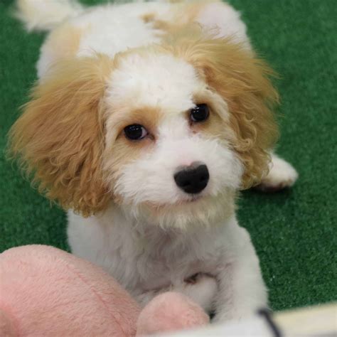 cavapoo-puppy-for-adoption-3 - Ridgewood Kennels II