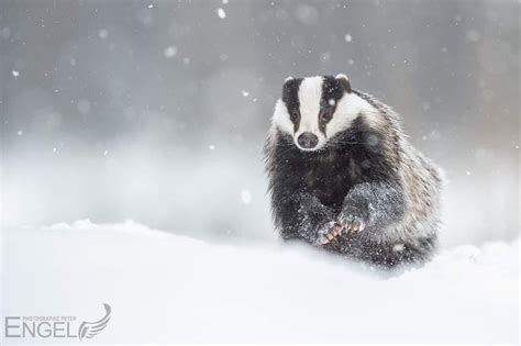 “A majestic photo of European badger in the snow. ( by redditor ...