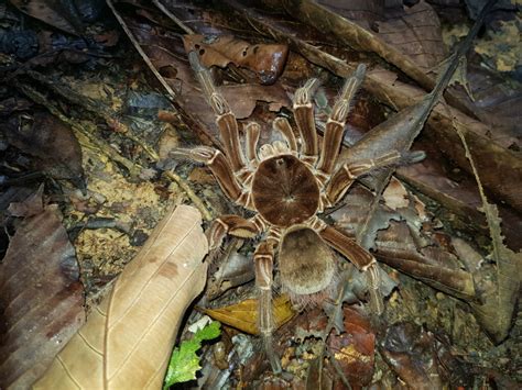 Goliath birdeater spider: habitat and characteristics