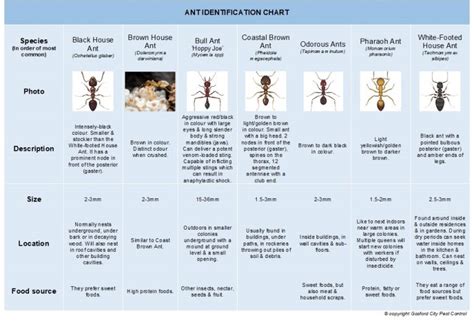 Ant Identification Chart - Gosford City Pest ControlGosford City Pest ...