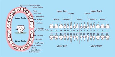 Teeth Numbers And Names - Chart Of Adult Teeth | Rodeo Dental