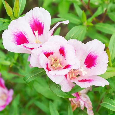 Godetia / Clarkia Mix Color Flower Seeds